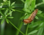 Source-feed image associated with ‘Slug sleuth’ farmers in England help develop prediction tool to cut back on pesticide use