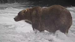 Image from linked report: 'Backpack' declared Alaska's Fat Bear Week winner
