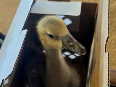 Source-feed image associated with WATCH: Heroic goose saves family from fire