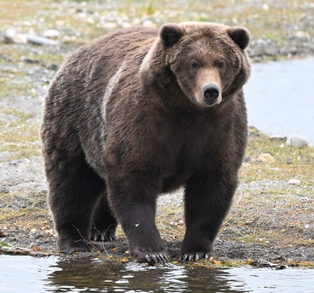 Image from linked report: Bear 910 vs. Backpack: It's the final showdown for Alaska's Fat Bear Week