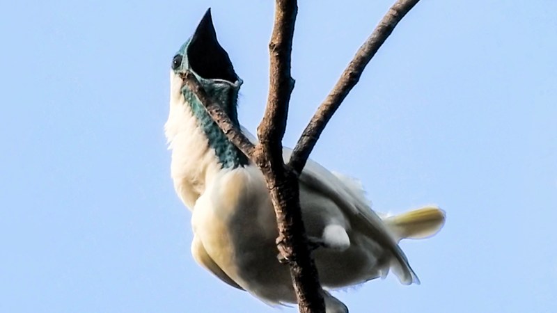 Image from linked report: The world’s loudest bird could drown out a rock concert