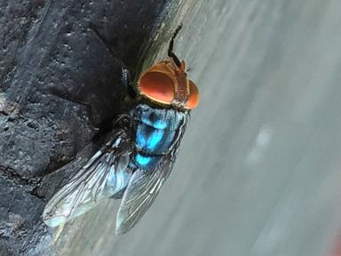 Source-feed image associated with Screwworm fly detected in Texas decades after cattle threat was largely eradicated in US