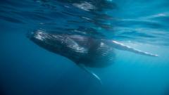 Source-feed image associated with Whale graveyard dating back five million years discovered