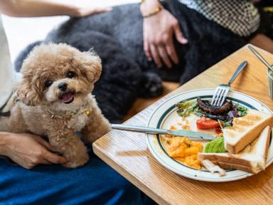 Source-feed image associated with Hong Kong eateries welcome dogs as city relaxes ban