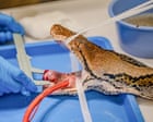 Source-feed image associated with Python named Jodie Foster first snake to receive pioneering cancer treatment