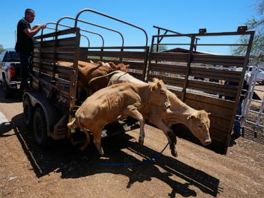 Source-feed image associated with Mexico resumes limited cattle exports to US after screwworm pause, relieving ranchers