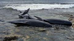Image from linked report: Two pilot whales dead after mass stranding