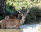 Source-feed image associated with Week in wildlife: paddling deer, a spring-loaded penguin and a rare sand cat