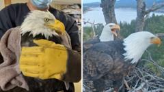 Source-feed image associated with Where is Jackie? Beloved live cam eagle in critical condition