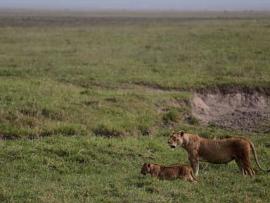 Image from linked report: Poisoning suspected in deaths of 10 lions in Tanzania conservation area