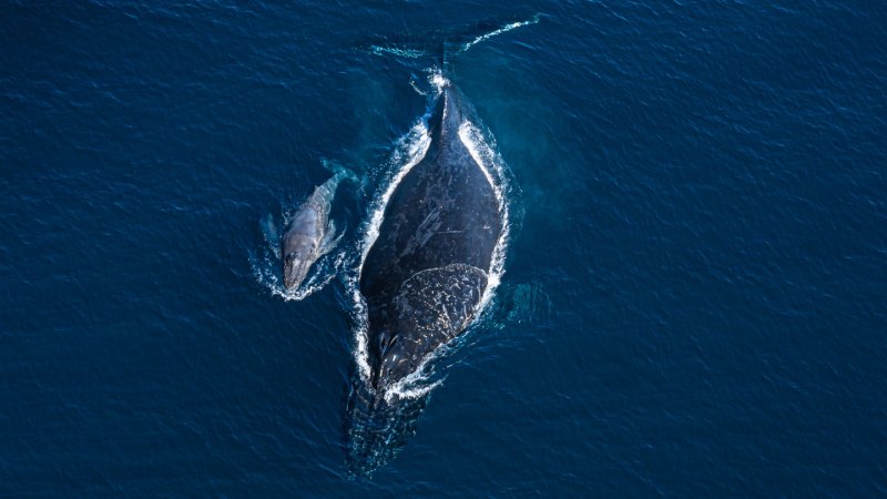 Image from linked report: A video of a humpback whale and her dead calf reveals the animals’ bond
