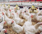Source-feed image associated with Industrial chicken farming accelerating spread of diarrhoea bacteria, study finds