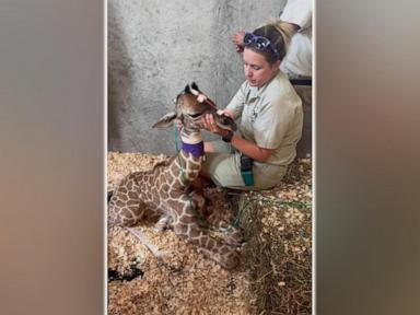 Source-feed image associated with WATCH: Premature giraffe calf born via emergency C-section