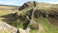Image from linked report: Felled Sycamore Gap stump has 'encouraging' growth