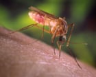 Image from linked report: ‘A living hell’: how Los Angeles got taken over by mosquitoes