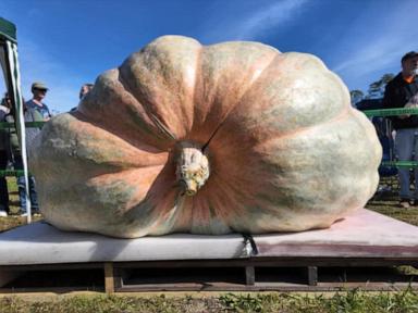 Image from linked report: WATCH: Rhode Island farmer sets new record for world's biggest pumpkin