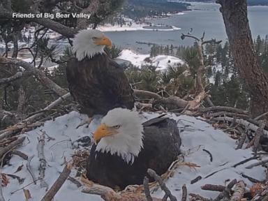 Source-feed image associated with WATCH: How Jackie the bald eagle brought millions of people together