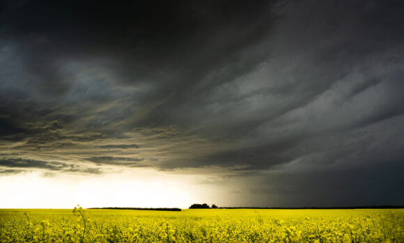 Image from linked report: Florida Farm Manager the Latest to Plead Guilty in Crop Insurance Fraud Probe