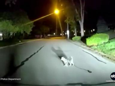 Image from linked report: WATCH: David Muir shares the loyal dog's mission to bring officer to injured homeowner