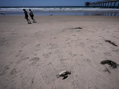 Source-feed image associated with Marine heat wave caused seabird deaths off California. El Nino could worsen die-off