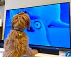 Image from linked report: ‘We didn’t set out to make a show for animals!’ The Netflix seal cartoon that’s a huge hit … with pets