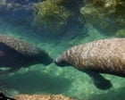 Source-feed image associated with ‘Death sentence’: Trump’s EPA to open habitats of endangered species to logging and mining