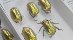 Image from linked report: Gold beetles to Darwin's finds - the 70 million museum artefacts going online