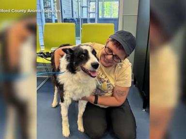 Source-feed image associated with WATCH: Lost dog reunited with family after 1,000-mile journey