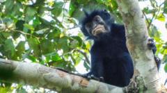 Source-feed image associated with Watch: What we know about newly discovered monkey species