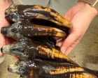 Source-feed image associated with Fossilized 10,000-year-old mastodon tooth found by California scientist