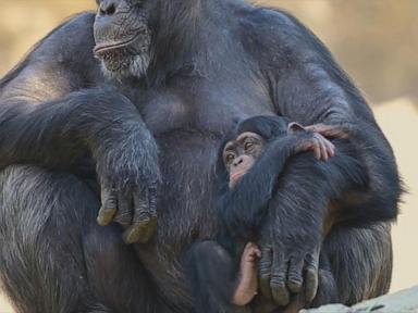 Source-feed image associated with WATCH: Los Angeles Zoo celebrates milestone after their great ape baby boom