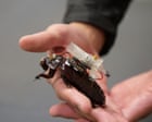 Source-feed image associated with Cyborg cockroaches with tiny syringes designed to join search and rescue teams in major disasters