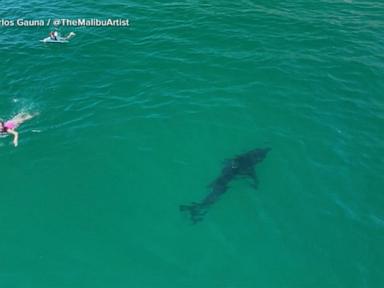 Source-feed image associated with WATCH: 10-foot great white shark stalks swimmers off Southern California