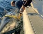 Source-feed image associated with Huge great white spotted traveling up US and Canada as shark sightings surge