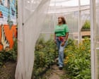 Image from linked report: As monarch butterflies migrate for the fall, meet the Chicago woman trying to protect them