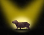 Image from linked report: ‘I just saw this furry brown bottom disappear!’ In search of Samba – the fearless fugitive capybara