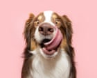 Source-feed image associated with ‘She’d consumed a kilo of sand’: 11 Guardian readers on the weirdest things their dogs have ever eaten