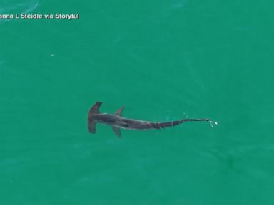 Source-feed image associated with WATCH: Shark sightings close East Coast beaches