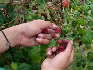 Source-feed image associated with A Serbian town is known for raspberries that are exported around the world