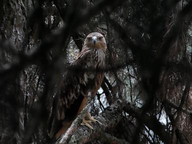 Source-feed image associated with Feliks the eagle is back home in Serbia after a kidnap ordeal in the Middle East