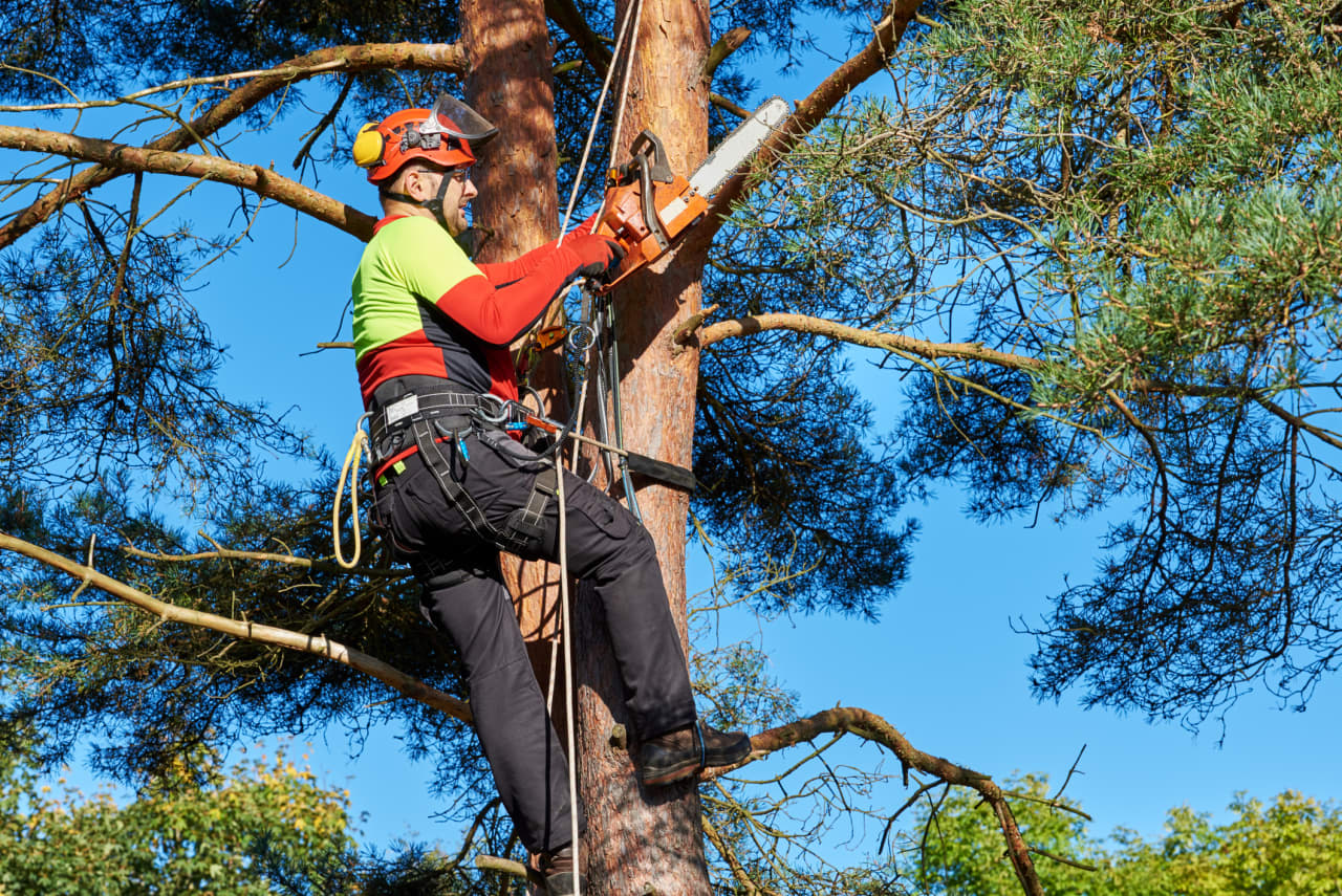 Source-feed image associated with ‘He threatened to cut the roots’: A tree fell onto my neighbor’s property during a storm. Then all hell broke loose.