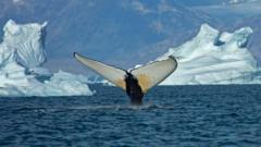 Source-feed image associated with Giant whales move into Greenland waters as ice disappears