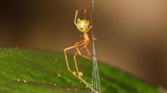 Source-feed image associated with Spider which uses spring trap to capture prey discovered in Australia