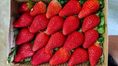 Source-feed image associated with India wants to join the strawberry superpowers