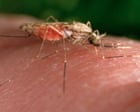 Source-feed image associated with Mosquitoes can become attracted to insect repellant, study suggests