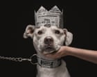 Image from linked report: Barking beautiful: the 2026 Dog Photography awards – in pictures