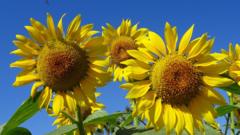 Source-feed image associated with UK heatwave delivers exceptional sunshine and persistent 30C temperatures