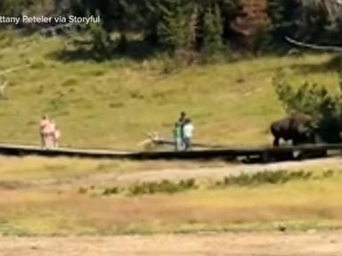 Source-feed image associated with WATCH: Bison encounter at Yellowstone National Park