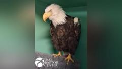 Source-feed image associated with Jackie, the famous California bald eagle, dies after weeks of intensive care
