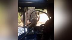 Source-feed image associated with Watch: Elephant smashes through bus windscreen during attack